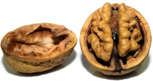 Open walnut shell